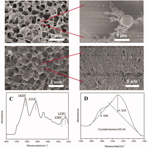 Figure 2. Scanning electron micrographs of non-nanofibrous SF scaffold (A) and nanofibrous SF scaffold (B). FTIR spectrum of SF porous scaffold (C). Crystallinity index of SF scaffold is calculated from the amide III band (D).