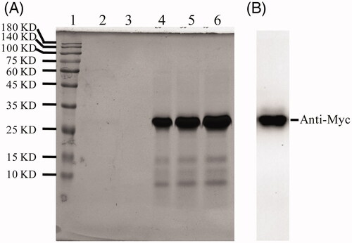 Figure 2. Expression and purification of ALA. (A) 12% SDS-PAGE analysis of the purification of fusion protein by NI-NTA affinity chromatography. Lane 1, protein molecular weight marker; Lane 2, supernatant of the ALA transformants after induction by 1.0% methanol for 24 h; Lane 3, supernatant postbiding to Ni-NTA resin; Lane 4-6, imidazole eluted fraction. (B) Western blotting analysis of ALA with mouse anti-Myc antibody.