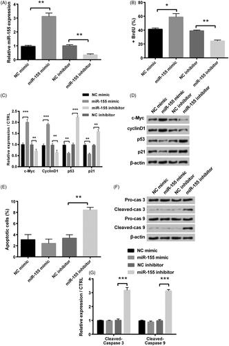 Figure 2. Influence of miR-155 in proliferation and apoptosis was measured in KGN cells, which were transfected with miR-155 mimic, miR-155 inhibitor and relative NC. (A) Level of miR-155 was measured via qRT-PCR. (B) Proliferation was detected via BrdU incorporation assay. (C,D) Cell survival related factors were measured via Western blot analysis. (E) Apoptosis was measured via flow cytometry. (F,G) Levels of apoptosis related factors were tested via Western blot analysis. *p < .05, **p < .01 and ***p < .001 in comparison with related NC. The data were shown as mean + SD.