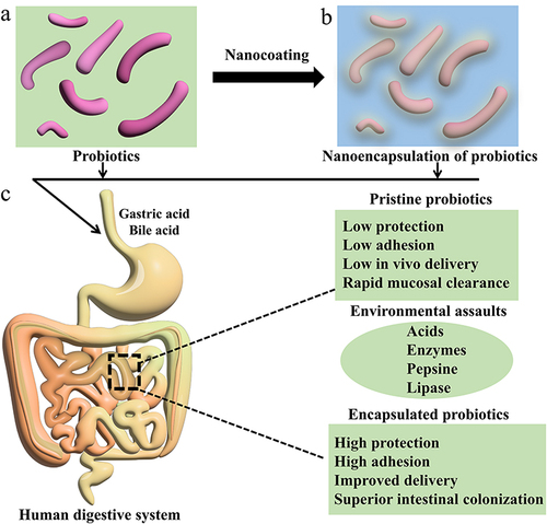 Figure 1 Schematic of single probiotics nanoencapsulation and against harsh environment in human digestive system. (a) Representation of probiotics without nanocoating. (b) Nanoencapsulation of probiotics. (c) Gut bacteria pathway via the gastrointestinal tract and the importance of probiotics encapsulation. Data from these studies.Citation22–25