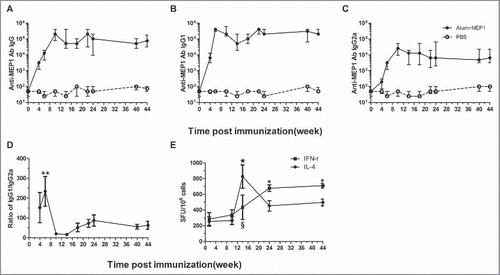 Figure 6. Kinetics of the immune responses elicited by MEP1with alum in BALB/c mice. BALB/c mice immunized with MEP1 in combination with alum 3 times with 4-week interval, and sera were collected at different time point after immunization, specific anti-MEP1 antibody IgG (A), IgG1 (B) and IgG2a (C) were detected by ELISA, and the ratio of IgG1 to IgG2a was calculated for the immunized mice (** denotes p < 0.01, week 6 vs week10, 14, 18, 22, 24, 40 and 44) (D); Cellular immune responses were measured by ELISPOT assay (E) at day 10 (i.e.,week 1.5), week 10, 14, 24 and 44 post first immunization., * denotes p < 0.05 at week 24 and 44 v.s. week 1.5 and 10 for IFN-γ; ☆ stands for p < 0.01 at week14 v.s. week 1.5 and 10 for IL-4; § stands for p < 0.05 IFN-γ v.s. IL-4 at week 14.