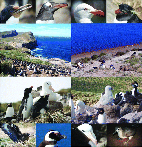 Figure 3.  Patagonian Shelf LME seabirds. Upper row left to right: imperial shag, gentoo penguin, dolphin gull, southern rockhopper penguin. Second row: breeding sites on cliffs (left, New Island) and beaches (right, Península Valdéz). Third row: mixed breeding colonies (here, southern rockhopper penguins, black-browed albatrosses and imperial shags). Lower row left to right: Falkland skua, Magellanic penguin, black-browed albatross, thin-billed prion. Falkland Islands/Islas Malvinas and Península Valdéz. Photographer: Petra Quillfeldt.