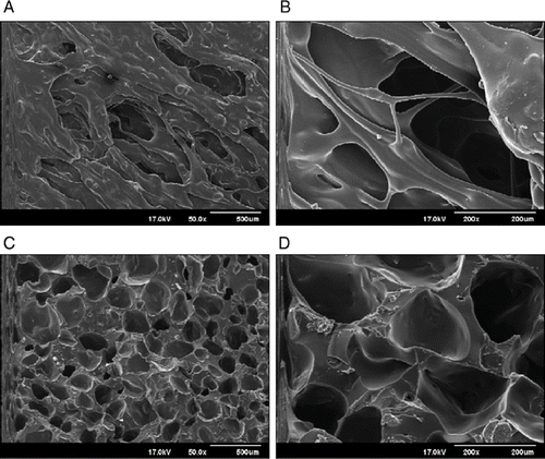 FIGURE 6. Morphologies of surface and cross-sectional floating HME tablets prepared from formulation containing 10% sodium bicarbonate: (A) Surface 50x, (B) Surface 200x, (C) Cross-sectional 50x, (D) Cross-sectional 200x.