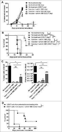 Figure 5. CD8+ T cells are required for enhanced treatment efficacy mediated by anti-4–1BB mAb. C57BL/6 wild-type (WT) mice were challenged with 1 × 105 Eμ-myc 4242 tumor cells and treated on d 6 onwards with a combination of vaccine and anti-4–1BB monoclonal antibody (mAb), or left untreated (n = 4–7 per group). As indicated, untreated and treated groups received mAb-based depletion of natural killer (NK) cells with anti-asialo-GM1 (NK dep), CD8+ T cells with anti-CD8β (CD8 T dep) or an isotype control mAb, 2A3 (cIg). For (A-B) cell depletion commenced on day 5. For (C) cell depletion was delayed and commenced on day 11. (A) Eμ-myc tumor burden in blood over time (mean ± SEM). (B) Overall survival of mice after receiving the indicated treatments (***P < 0.001; **P < 0.01; *P < 0.05; ns = not significant, log-rank test). (C) The percentage (left graph) and numbers (right graph) of tumor cells in blood at day 19 of mice receiving the indicated treatments (means ± SEM). (**P < 0.01; *P < 0.05; unpaired t-test). (D) Overall survival of mice that received 1 × 105 CD8+ T cells isolated from untreated or combination treated donor mice 1 d prior to Eμ-myc 4242 tumor cell inoculation; **P < 0.01, log-rank test. Data in A, B and C are representative of 2 independent experiments.