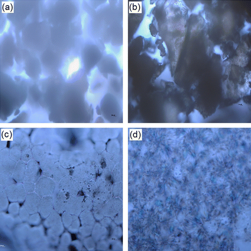 Figure 7 Optical micrographs of (a) PSI, (b) PHEA, (c) PHEA-g-PPDO (Tin), and (d) PHEA-g-PPDO (Enzy).