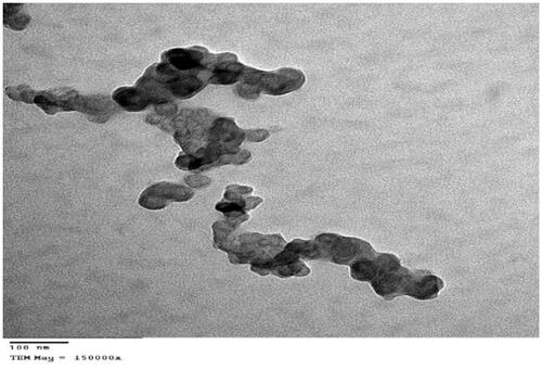 Figure 4. Transmission electron micrographs of Zal-loaded SNEDDS (F12) with magnification of 150 kx.