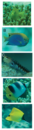 Figure 1. Among coral reef fishes, eyespots are particularly common in damselfishes (A and B), blennies (C) and butterfly fishes (D and E). Photos courtesy of N. Thake.