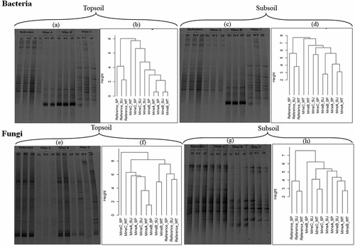Figure 2. PCR-DGGE gel image and weighted hierarchical cluster dendrogram of microbial communities in soils. (a-b) Bacterial 16S rRNA gene diversity in topsoils (c-d) Bacterial 16S rRNA gene diversity in subsoils. (e-f) Fungal ITS2 gene diversity in topsoils. (g-h) Fungal ITS2 gene diversity in subsoils. SU, summer; WT, winter; SP, spring See also Supplementary Fig. S3 for weighted hierarchical cluster dendrogram