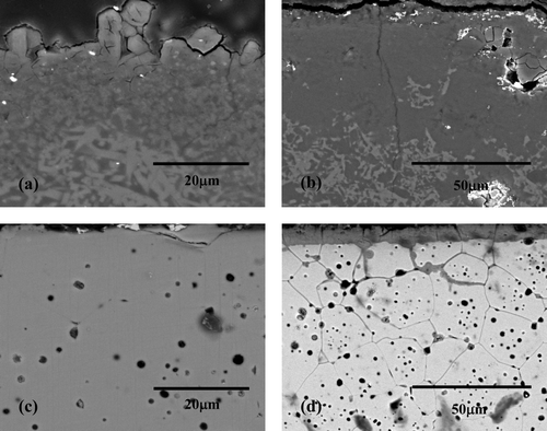 Figure 5. Cross-sectional SEM images of mullite corroded at 650°C for 168 h (a) in 1 wt% Li2O–LiCl and (b) in 3 wt% Li2O–LiCl and CSZ corroded at 650°C for 168 h (c) in 1 wt% Li2O–LiCl and (d) in 3 wt% Li2O–LiCl.