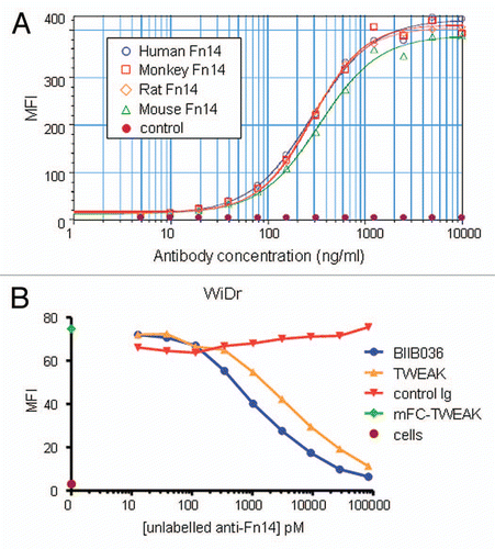 Figure 2 BIIB036 binds Fn14 and blocks TWEAK binding to Fn14. (A) Direct FACS binding assay of BIIB036 to 293E cells transiently transfected with full-length Fn14 from various species is shown. An empty vector (“control”) was included as a negative control in this experiment. BIIB036 exhibits similar binding to human, cynomolgous monkey, rat and mouse Fn14. The geometric mean fluorescence intensity (MFI) is plotted. (B) FACS competition assay of BIIB036 binding to Fn14-expressing WiDr cells in the presence of TWEAK is shown. WiDr cells were incubated with mFc-TWEAK in the presence of varying concentrations of BIIB036, human Ig control, or recombinant soluble TWEAK. Binding of mFc-TWEAK to the cells was detected with a labeled anti-mouse Ig antibody. mFc-TWEAK binding was inhibited at increasing concentrations of BIIB036 (or recombinant TWEAK). The geometric mean fluorescence intensity (MFI) is plotted.