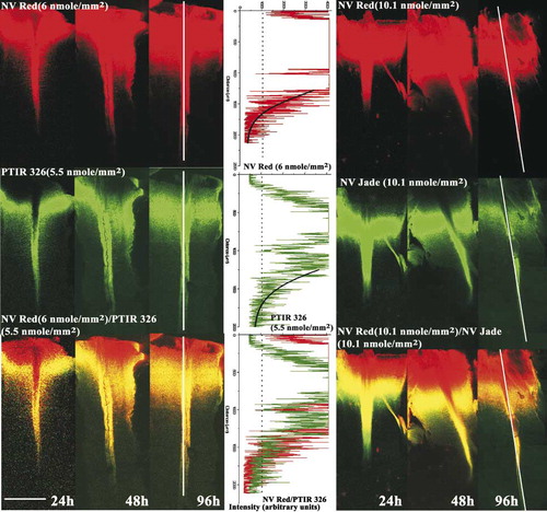 Figure 2: Determination of absolute and relative detection distances in murine spinal cord assay. Nylon filters co-coated with the indicated loadings of reference dye (NV Red) and test dye (PTIR 326 or NV Jade) were inserted in fixed E18.5/P0 murine spinal cord preparations, incubated for the indicated time periods at 37°C in NBF, and imaged on the Zeiss LSM 510 confocal microscope as described in Materials and Methods. Scale bar in lower left corner indicates 500 μm. At each time point, intensity profiles (center panel) were generated along the medial aspect of each spinal cord (shown as vertical white line in 96-h images), and maximum detection distance (MDD) for test and reference dyes was determined as the distance from the point of filter insertion to the point where average pixel intensities (black lines, center panel) dropped to 1000 arbitrary units (consensus value between 2 independent observers for lowest intensity that could reliably be distinguished from tissue background). Relative detection distance (RDD) was defined as RDD  =  MDD(test)/MDD(NV Red). MDD values for the images shown were as follows: NV Red/PTIR326:1150 μm/1250 μm, 1450 μm/1500 μm and 1675μm/1750 μm at 24 h, 48 h and 96 h, respectively. NV Red/PTIR 330: 1300 μm/1450 μm, 1850 μm/1650 μm and 2000 μm/1800 μm at 24 h, 48 h and 96 h, respectively. Filter insertion point (see Materials and Methods) was used as the starting location for generation of intensity profiles because combined images (bottom row) showed quenching of green dye emission by very high concentrations of NV Red. This is seen as a red area (NV Red “only”) near the insertion point (top of each image) rather than the expected yellow (co-localized NV Red and green/test dye). Numbers of animals per group, group means and standard errors are listed in Table 3 for all time points.