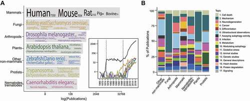 Figure 8. Topics in non-mammalian autophagy research. (A) The number of publications for each taxonomic category. The top 5 frequently occurring species, where available, are indicated with font size corresponding to their publication count (indicated in parenthesis following each species name). (B) The topics (found in Figure 6) present in each taxonomic category. (See Data S1 for classification.).