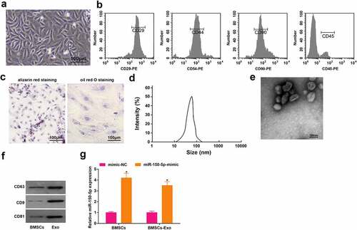 Figure 1. The identification of BMSCs and exosomes. A, observation of morphology of BMSCs (scale bar = 100 μm); B, identification of surface markers of BMSCs by flow cytometry; C, the adipogenic ability and osteogenic ability were examined by oil red O and alizarin red staining; D, the exosome particle size was measured by NTA; E, the exosome morphology was observed by transmission electron microscope (scale bar = 100 nm); F, the exosome surface markers were detected by Western blot assay; G, miR-150-5p expression in BMSCs and exosomes after transfected with miR-150-5p-mimic was examined by RT-qPCR;  *P < 0.05 vs. the mimic-NC group; the data were expressed as mean ± standard deviation; the t-test was used for the comparison between two groups.