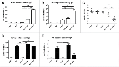 Figure 1. Antibody responses and protection against dental caries in S. mutans challenged rat after immunization. Rats were challenged with S. mutans and then immunized with PBS, 3.5 μg KF, 5 μg rPAc, 3.5 μg KF plus 5 μg rPAc, 8.5 μg KF-rPAc at 4 weeks interval. (A and B), rPAc-specific serum IgG and salivary IgA at 2 weeks after the second boost. (C), Total caries score 4 weeks after the second boost. (D and E), KF-specific serum IgG and salivary IgA at 2 weeks after the second boost. (*, p <0.05; **, p < 0.01; ***, p < 0.001)