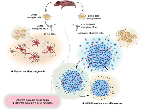 Figure 7. General summary. The scheme represents the impact on biological function i.e. neurites outgrowth or glioma proliferation inhibition of microglia derived sEVs upon their original localization (cortex or spinal cord).