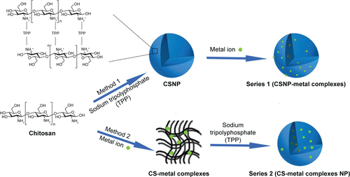 Figure S1 Schematic representation of the two NP series (Series 1 and Series 2).Abbreviations: NP, nanoparticle; CS, chitosan; CSNP, chitosan nanoparticle.