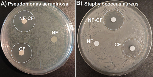 Figure 10 Susceptibility testing of P. aeruginosa (A) and S. aureus (B) using the disk diffusion method. The blank discs containing NF-CF, NF and free CF were used in the analysis. The inhibition zones (marked with circles) were present around NF-CF and CF only.