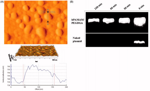 Figure 3. (A) AFM images with 3D view of the nanoparticle complexes, image of hPAMAM–PEGDGA/pDNA (120 nm) (complex at a weight ratio of 10). (B) hPAMAM–PEGDGA encapsulated DNA showed stability against DNase I for up to 120 min, while the naked DNA was fully degraded in 30 min.