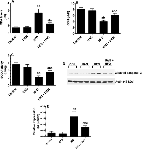 Figure 5. Oxidative stress and apoptosis in the testes of all experimental groups. Oxidative stress determinations were made in homogenized testicular tissue (50 mg/rat). (A) Levels of malondialdehyde (MDA) (µM) as determined calorimetrically. (B) Reduced glutathione (GSH) (µM) levels as determined calorimetrically. (C) Activity of SOD (U/mg tissue) as determined calorimetrically. (D) Photomicrographs of protein expression of cleaved caspase-3 and the reference protein, β-actin, in the testis of all experimental groups as detected by western blotting. (E) Calculated average relative expression of protein levels of cleaved caspase-3 presented in graph D as normalized to their individual corresponding levels of β-actin. For western blotting, equal protein samples (60µg) from each group were separated on nitrocellulose membranes. Statistical analysis between the various groups was done using a one-way ANOVA test, followed by Tukey’s t test. Data are expressed as mean ± SD of n = 6/group and values were considered significantly different at P < 0.05 were a:vs. STD, b:vs. STD+ UAG. c:vs. HFD. HFD: high-fat diet. UAG: unacylated ghrelin.