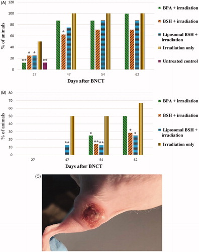 Figure 4. The presence of an ulcer in the tumor area (A), *p ≤ .05, **p ≤ .01 – significant differences with respect to the animals irradiated without boron compounds, chi-square test; the presence of fistulas and decay cavities (B), *p ≤ .01, **p ≤ .001 – significant differences with respect to the animals irradiated without boron compounds, chi-square test, photo of ulcer in the tumor area (C). Statistical significance by the Mann–Whitney test.