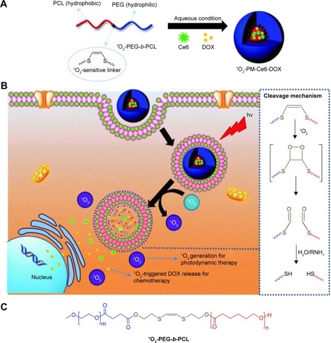 Figure 8 Schematic illustration of (A) the formation of Ce6 and DOX co-loaded micelles (1O2-PM-Ce6-DOX), (B) cellular uptake and visible light-triggered 1O2-mediated intracellular co-delivery of Ce6 and DOX for combination chemo- and photodynamic therapy, and (C) chemical structure of the 1O2-PEG-b-PCL copolymer.Notes: Reprinted from Saravanakumar G, Lee J, Kim J, Kim WJ. Visible light-induced singlet oxygen-mediated intracellular disassembly of polymeric micelles co-loaded with a photosensitizer and an anticancer drug for enhanced photodynamic therapy. Chem Commun (Camb). 2015;51(49):9995–9998.Citation110 Creative Commons Attribution 3.0 Unported License. Published by the Royal Society of Chemistry.Abbreviations: Ce6, chlorin e6; DOX, doxorubicin; PM, polymeric micelle; PEG, poly(ethylene glycol); PCL, poly(ε-caprolactone).