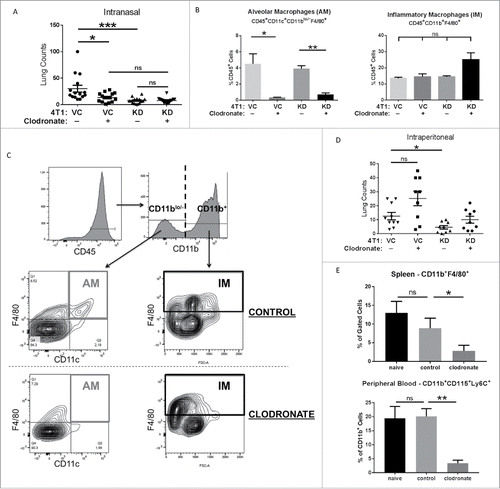 Figure 4. TSLP exerts its pro-metastatic effects via alveolar macrophages. (A) The indicated tumor cell population was injected intravenously into BALB/c mice (n = 14-15 per group; compilation of 3 independent experiments) as in Fig. 2, and then administered either clodronate (indicated by “+”) or control liposomes (indicated by “-”) via an intranasal route as described in the Materials and Methods. VC+ vs KD+, P = 0.06; KD+ vs. KD-, P = 0.08. (B) Quantification of AM or IMs (mean ± SEM of 3 separate mice per condition), based on the flow gating strategy (C) at endpoint. AMs were first gated on CD45+ cells, followed by gating on CD11blo/− cells and then CD11c+F4/80+ cells. IMs were first gated on CD45+ cells, followed by gating on CD11b+F4/80+ cells. ns, P > 0.07 for all comparisons. (D) Similar to A, except that clodronate or control liposomes were delivered intraperitoneally into mice (n = 9-10 mice per group; compilation of 2 independent experiments). VC+ vs. VC-, P = 0.08. (E) Quantification of macrophages in the spleen (ns, P = 0.51) or peripheral blood (mean ± SEM of 4–5 mice per condition; ns, P = 0.11) based on the flow gating strategy in Supplemental Figure 5. *P < 0.05; **P < 0.01; ns, not significant.