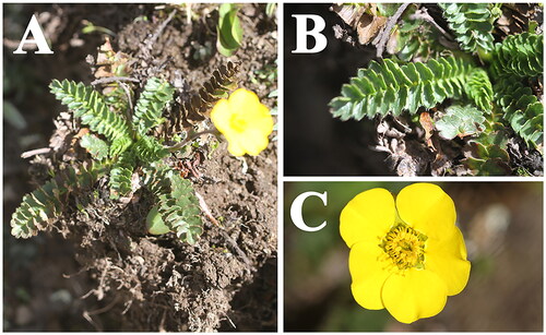 Figure 1. Species reference image of Geum longifolium in this study. (A) whole plant; (B) basal leaf; (C) flower. Species images were taken by the corresponding author Qin-Qin Li in Qilian county, Qinghai province, China.