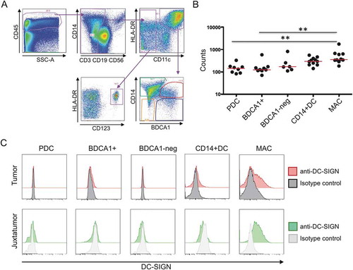 Figure 4. DC-SIGN expression by tumoral macrophages. a. Gating strategy used to identify the different populations of DCs and macrophages in tumoral and juxtatumoral samples. CD45+, lineage negative (CD3, CD19, CD56) and HLA-DR+ cells were gated and four different populations of DCs were identified: CD11c- CD123+ plasmacytoid pre-DCs (PDC), CD11c+ BDCA1+ CD14- DCs (BDCA1+), CD11c+ BDCA1- CD14- DCs (BDCA1-), and CD11c+ BDCA1+ CD14+ inflammatory DCs (CD14+ DC). Macrophages were identified as CD11c+ BDCA1- CD14+ cells (MAC). b. The four populations of tumoral DCs and tumoral macrophages were sorted, and the expression of DC-SIGN mRNA was determined by RNA-seq (n = 6–10). c. Flow cytometry analysis of cell surface DC-SIGN expression by the different populations of DCs and macrophages from tumoral and juxtatumoral samples. A representative experiment (n = 5) is shown.