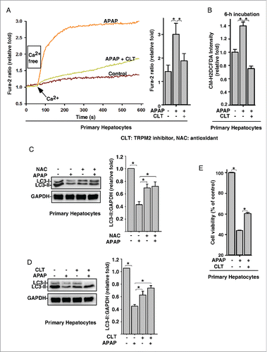 Figure 1. Acetaminophen overdose-induced oxidative stress triggers Ca2+ influx via TRPM2 to regulate autophagy in primary hepatocytes. (A) APAP (15 mM) treatment markedly increased the intracellular Ca2+ in mouse hepatocytes, but this effect was abolished by pretreatment with CLT (10 μM). Quantification of intracellular Ca2+ peak values are expressed as mean ± SD, n = 3 (15–20 cells in each independent experiment). *, P < 0.05. (B) APAP (15 mM) treatment significantly increased the levels of intracellular ROS in mouse hepatocytes, and this increase in ROS was abolished by pretreatment with CLT. Quantification of intracellular ROS/control group are expressed as mean ± SD, n = 3. *, P < 0.05. (C) and (D) APAP (15 mM) decreased LC3-II levels, and this effect of APAP was abolished by pretreatment with NAC (15 mM) (C) or CLT (10 μM) (D). Data quantification was expressed as mean ± SD, n = 3. *, P < 0.05. (E) CLT (10 μM) markedly reversed the toxicity of APAP (15 mM) on hepatocytes.