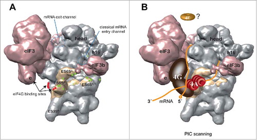 Figure 2. Model of PIC scanning based on data from an alphavirus mRNA 48S complex. (A) Solvent side view of a 43S PIC model (EMD-5658)Citation16 showing the cross-linking sites (green dots) of alphavirus mRNA DLP with the ES6S region of 18S rRNA (pale yellow). The data are derived from experiments such as those shown in Fig. 1. The ES6S region is made up of 3 main RNA stems as indicated. The binding sites of eIF4G to the eIF3e subunitCitation6 and ES6 helices (red dots)Citation27 are also indicated. The entry and exit regions define the minimal channel where mRNA is threaded for decoding (60S subunit side, not visible). (B) A model of PIC scanning that integrates most data published to date. According to this model, mRNA enters the ribosome through (or near) the ES6S region where eIF4A bound to eIF4G may be placed, interacting with the incoming region (3′) of mRNA for secondary structure unwinding. The elongated structure of scaffold eIF4G may span from the right arm of eIF3 (e subunit) to ES6S, 2 regions that make contact with the middle domain of eIF4G.Citation17 The probable dissociation of eIF4E from the cap structure of mRNA upon 48S assembly is based on recent data.Citation13