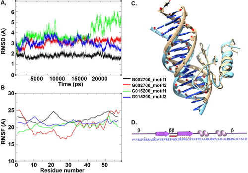 Figure 8. Simulation of DREB proteins. (A) The RMSD plot of C alpha atoms of TraesCS2B02G002700 and TraesCS2D02G015200 proteins in complex with motif 1 and 2. (B) Residue fluctuation analysis of DREB–DNA complexes. (C) Structural superimposition of the structure of TraesCS2B02G002700 in complex with motif 1 post simulation with its initial structure. (D) The DNA binding residues are marked with red dots above the sequence.