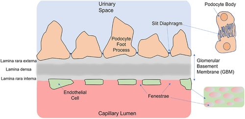 Figure 1. Schematic of cross-section through the glomerular filtration barrier (GFB) showing key components of the barrier, including the fenestrated endothelia, the podocyte foot processes separated by slit diaphragms and the GBM. Not shown is the glycocalyx covering the endothelial cells and podocyte foot processes.Citation1 The small images on the right give a ‘top down’ view of the interdigitating foot processes of adjacent podocytes (top) and the appearance of fenestra in the endothelial cells (bottom).