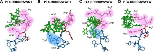 Figure S1 Interactions of PTX-peptide based on molecular simulation.Notes: The binding conformation of PTX and RRRRRWWQY (A), PTX and RRRRQWWPY (B), PTX and RRRRRWWWW (C), and PTX and RRRRQWWYW (D) after 20 ns simulation using Gromacs. PTX is indicated in green, the cell penetrating group of peptides in red, the affinity group of peptides in blue. The four candidates RRRRQWWPY, RRRRRWWWW, RRRRRWWQY, and RRRRQWWYW interacted with PTX by the cell penetrating sequence rather than that with the affinity sequence. Meanwhile, RRRRRQWWW and RRRRQWWWP could not bind to PTX (data not shown). Thus, these peptides were eliminated from the candidate list for further experiments.Abbreviations: Arg, arginine; PTX, paclitaxel.
