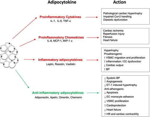 Figure 1 The inflammatory and anti-inflammatory effects of the different adipocytokines produced by white adipose tissue.