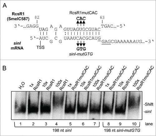 Figure 6. Electrophoretic mobility shift analysis of the interaction between RcsR1 and sinI. (A) Schematic representation of the interaction between RcsR1 and sinI. The three base-mutation in the seed region of RcsR1 (RcsR1mutCAC) and the compensatory mutations in sinI (sinI-mutGTG) are depicted. (B) Internally labeled sinI transcript (150 fmol) with the length of 198 nt and containing the 5'-UTR was incubated with various concentrations of non-labeled RcsR1 as indicated above the panel and analyzed on a native 6 % polyacrylamide gel. 1x, equimolar amounts of RcsR1 and sinI were used; 10x and 100x, RcsR1 was added in 10-and 100-fold excess, respectively. The positions of bound and free sinI are shown on the right side. The use of wild type and mutant sinI and RcsR1 is indicated below and above the panel, respectively.