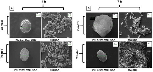 Figure 1. SEM images at different magnifications showing morphological changes in response to quercetin treatment in A. flavus.