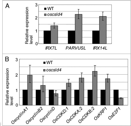 Figure 1 Real-time PCR analysis of the gene expression levels in oscsld4 and wild-type plants. (A) The expression level of genes involved in xylan synthesis. (B) The expression level of genes of CD K/Cyclin complexes. The expression levels are given by counting that of wild type as 1.