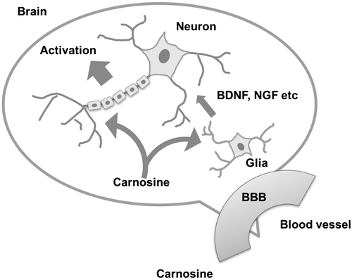 Figure 5. Schematic diagram of carnosine function in the brain.