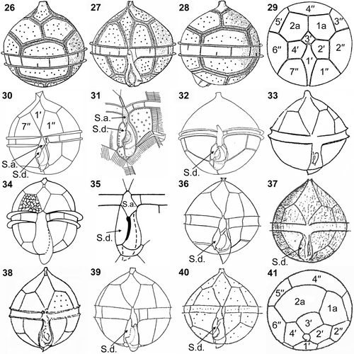 Figs 26–41. Illustrations of the thecal plate patterns in the Archaeperidinium (Protoperidinium) minutum complex. 26–29. Peridinium minutum, redrawn from Kofoid (Citation1907). 30. Archaeperidinium (Protoperidinium) minutum, this study. 31, 32. Peridinium constricta, redrawn from Abé (Citation1936). 33. Peridinium monospinum, redrawn from Paulsen (Citation1907). 34, 35. Protoperidinium monospinum, redrawn from Zonneveld & Dale (Citation1994). 36. Protoperidinium aspidiotum, redrawn from Balech (Citation1964a ). 37. Peridinium aspinum, redrawn from Meunier (Citation1919). 38. Peridinium monospinum, redrawn from Lebour (Citation1925). 39. Protoperidinium minutum, redrawn from Fukuyo et al. (Citation1977). 40, 41. Protoperidinium minutum, redrawn from Balech (Citation1964b ). Labels: 1′ to 4′, apical plates; 1′′ to 7′′, precingular plates; 1a and 2a, anterior intercalary plates; S.a., anterior sulcal plate; S.d., right sulcal plate.