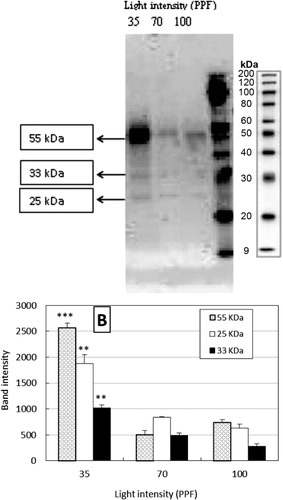 Figure 3. Western blot to detect dehydrins in micropropagated Saintpaulia ionantha H. Wendl. as affected by three light intensities (35, 70, and 100 µmol m−2 s−1) 4 weeks after acclimatization.Note: Values are mean of band intensity (KDa) ± standard error. ** and *** = significant differences between means at P ≤ 0.01 and P ≤ 0.001, respectively. LSD 0.05 values 253.90, 159.95, and 331.39 for 55, 33, and 25 KDa, respectively.