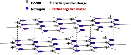Figure 1 Structural model of h-BN nanosheets and Vander Waals attraction force between adjacent layers. The models of partial positive and negative charge on each boron and nitrogen atom.