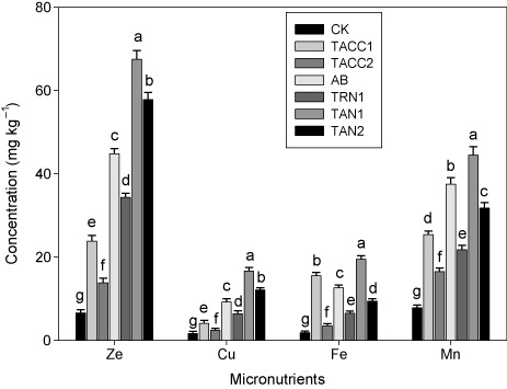 Figure 16. Comparative effectiveness of ACC-deaminase and/or nitrogen-fixing rhizobacteria on micronutrient contents (Zn, Cu, Fe, and Mn) in root of tomato. Different letters (a–g) on bars indicate significant differences of mean values for seedling fresh weight. Bars represent standard errors.CK, control; AB, Azotobacter