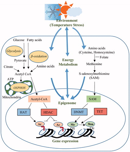 Figure 1. Cross-talk mechanisms between the environmental heat stress, energy metabolism and epigenetic modifications.
