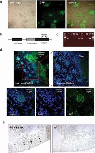 Figure 4. G2/M phase fluorescent sensor knock-in transgenic mouse generation and probe in embryo. (a), Mouse ES cells were electroporated with EGFP sensor construct fragments. The EGFP signal showing the positive ES colonies indicated the genomic integration. (b), The PCR primers for transgenic mice genotyping was designed in the GFP fragment. (c), The positive and negative transgenic mice were recognized by the production of PCR. (d), The GFP signal of the cryosections of transgenic mouse CCB1E-MK embryo (E14.5) were detected. The dorsal (posterior) root ganglion area was shown in the low magnification (100x) and high magnification (400x). The G2 phase cells were shown in the high magnification (1000x), with GFP signal in the cytoplasm. (e), Cryosections of transgenic mouse CCB1E-MK embryo (E10.5) were stained with antibody against EGFP, and detected with ABC-DAB system in low magnification (50x), the EGFP signal showing dorsal (posterior) root ganglion (arrows). Cryosections from wild type mice embryo (E10.5) were performed same experiment without any positive signal as the control.