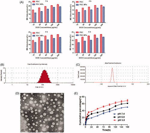 Figure 1. Characterization of the PDC-NPs. (A) Methylene blue absorption (B) Size distribution and (C) Zeta potential of the PDC-NPs. (D) TEM images of the PDC-NPs. (E) In vitro cumulative release profiles of the PDC-NPs suspended in PBS at pH 5.0, 6.8, 7.4 and 37 °C.