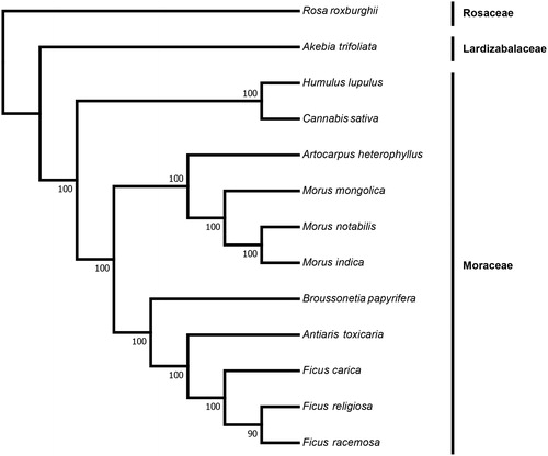Figure 1. Maximum likelihood (ML) phylogenetic tree based on the complete chloroplast genome sequences of Antiaris toxicaria and other 12 species. Numbers in the nodes are the bootstrap values from 100 replicates. Their accession numbers are as follows: Rosa roxburghii: NC_032038.1, Akebia trifoliata: NC_029427.1, Humulus lupulus: NC_028032.1, Cannabis sativa: NC_026562.1, Artocarpus heterophyllus: MG434693.1, Morus mongolica: NC_025772.2, Morus notabilis: NC_027110.1, Morus indica: DQ226511.1, Broussonetia papyrifera: NC_035569.1, Ficus carica: NC_035237.1, Ficus religiosa: NC_033979.1, Ficus racemosa: NC_028185.1.