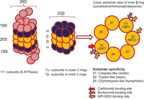 Figure 1 26S proteasome.