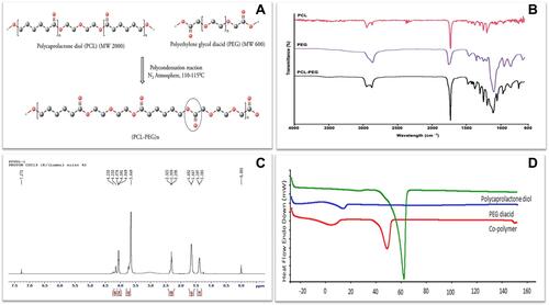 Figure 1 (A) Schematic representation of PCL-PEG co-polymer synthesis by polycondensation reaction of polycaprolactone diol and polyethylene glycol diacid. Characterization of co-polymer (B) FTIR spectrum of PCL diol, PEG diacid and PCL-PEG co-polymer with sharp peak at 1722 cm−1 representing ester bond. (C) H1 NMR spectrum of co-polymer. (D) DSC thermogram of PCL diol, PEG diacid and PCL-PEG co-polymer.