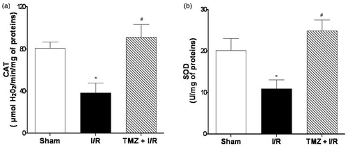 Figure 1. Assessment of catalase (CAT) (a) and superoxide dismutase (b) activities in tissue kidneys. Results are expressed as mean ± SEM for six independent experiments. Note: *p < 0.05 versus Sham group. #p < 0.05 versus I/R group.