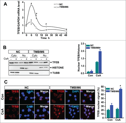 Figure 4. TMBIM6 induces TFEB activation. (A) TFEB mRNA levels were measured by real-time PCR, #, P < 0.05 vs. NC cells for each period. (B) Western blotting was performed with TFEB, histone (nuclear marker), and TUBB/tubulin (cytosol marker) antibodies. Densitometric quantification of western blot bands is shown in the right panel. #, P < 0.05 vs. NC cells treated with CsA. Cyto, cytosolic fraction; Nu, nuclear fraction. Images shown are representative of 3 independent experiments. (C) TFEB immunocytochemical staining of NC and TMBIM6 cells treated with or without CsA for 6 h. DAPI was used to counterstain nuclei. Representative images are shown at ×600 magnifications. Fluorescence intensities were quantified (right panel). #, P < 0.05 vs. NC cells treated with CsA.